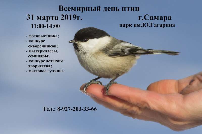 День птиц