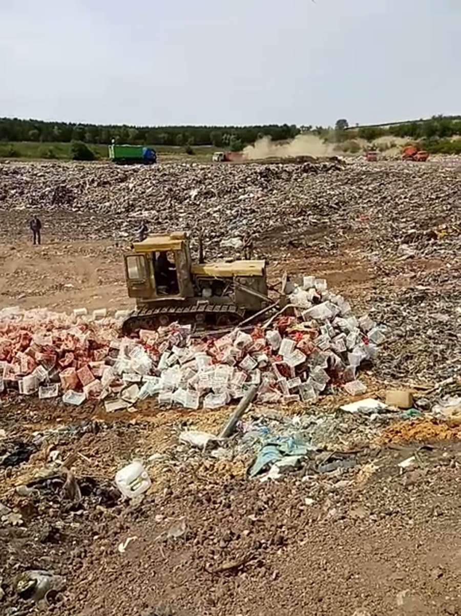 томаты