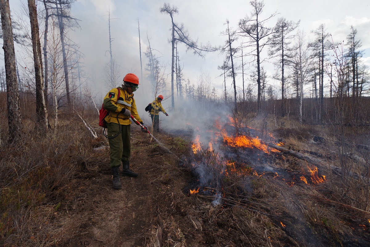 Последние лесные пожары в россии