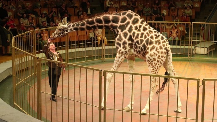 в цирке новое представление жирафы