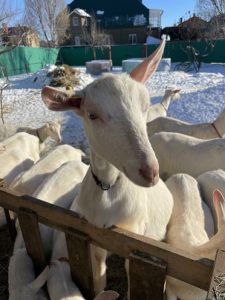 сыроварня в Самарской
